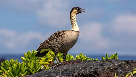 Birds - Hawaiʻi Volcanoes National Park (U.S. National Park Service)