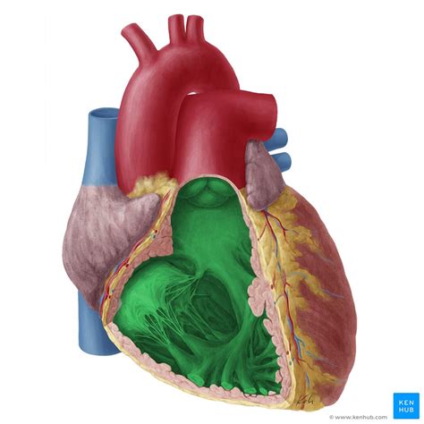 Ventricular Septum Anatomy