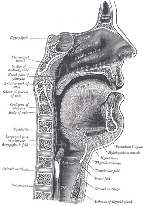 Conducting Zone | Boundless Anatomy and Physiology