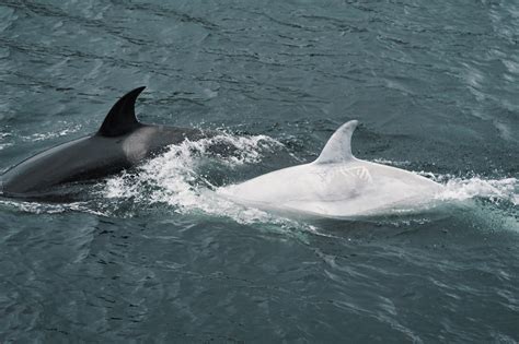 Rare white orca spotted off Kupreanof Island