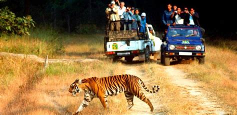 India Jungle Safari Tour | Jungle Safari in India | India World Wide Travel