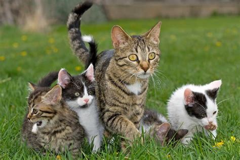 Kittens and mother. stock image. Image of kitties, adorable - 14110351