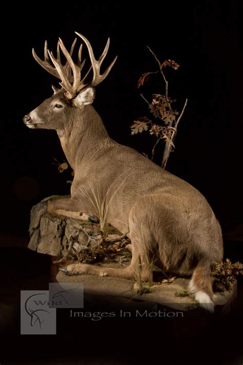 whitetail-deer-laying-down | Wild Images In Motion