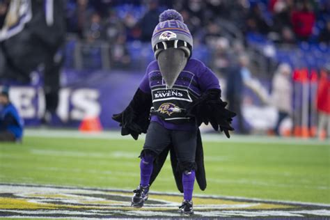 Baltimore Ravens mascot, Poe, seems to suffer torn ACL at halftime of preseason game