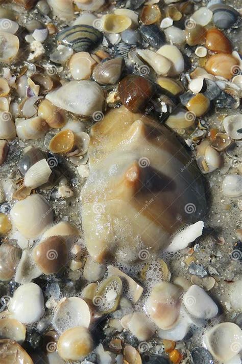 Seashells on Florida Coast, Closeup Stock Photo - Image of background ...