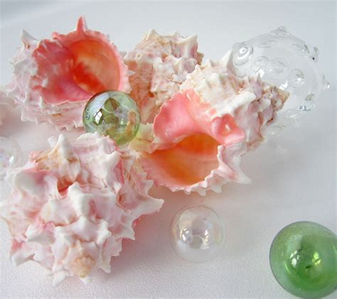 Beach Decor Pink Specimen Seashell Nautical Pink Murex