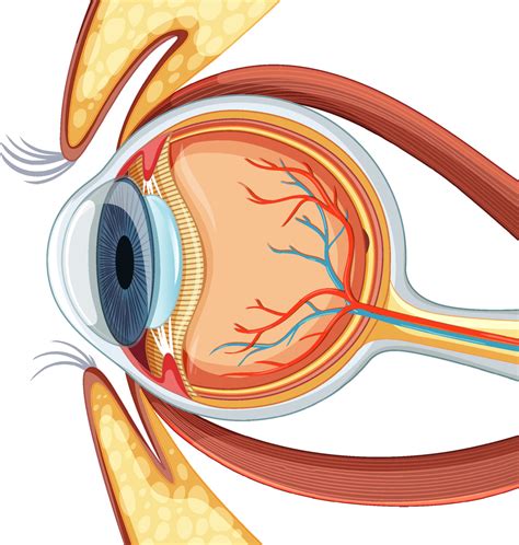 Diagram of human eyeball anatomy 3188538 Vector Art at Vecteezy