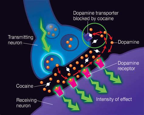 How does cocaine produce its effects? | National Institute on Drug Abuse (NIDA)