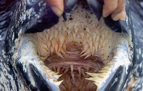 Leatherback Turtle's Mouth | Animals