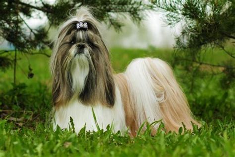 Cães de pelagem longa - cuidados necessários - CURSO DE BANHO E TOSA ...