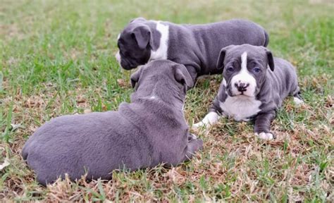 Purebred blue american staffy pups, Leppington