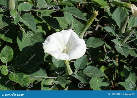 White Trumpet-shaped Flower of Datura Innoxia Stock Image - Image of ...