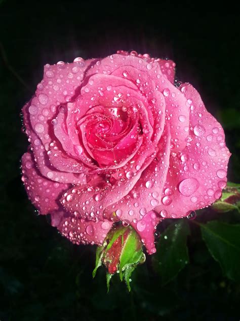 Pink Rose With Water Drops