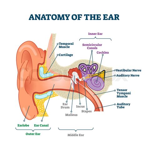 Anatomy of the ear, labeled health care vector illustration diagram ...