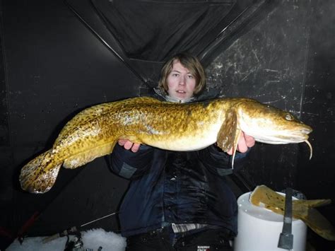 Burbot UpperMi roughangler | www.roughfish.com