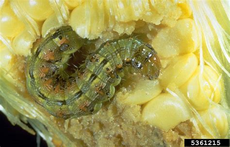 Corn earworm (Helicoverpa zea ) on corn (Zea mays ) - 5361215