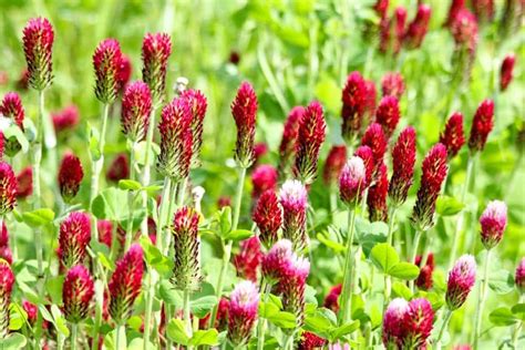 Ultimate Guide to Clover Flowers (Trifolium) - Petal Republic