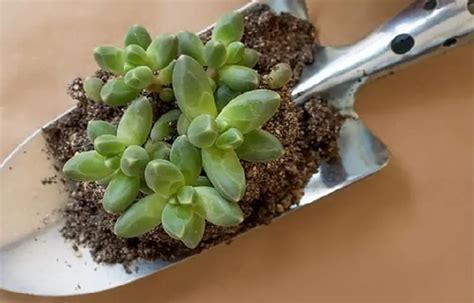 How And Why Do You Need Succulent Fertilizer? | UrbanOrganicYield.com