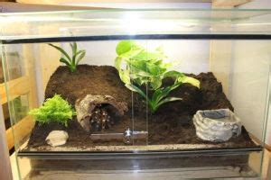 Tarantula Habitat: 20+ Awesome Tarantula Enclosures To Inspire You (IMAGES) - Tarantula Heaven