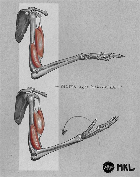 ArtStation - Anatom'Inktober day 23 : upper arm muscles, Biceps and ...