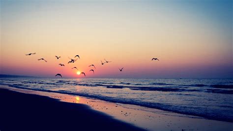 Ocean Waves Beach Sand Birds Flying In Light Pink Blue Sky Background During Sunset HD Sunset ...