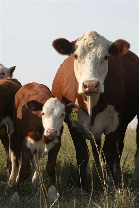 Simplicity is Happiness | Hereford cows, Hereford cattle, Cow calf