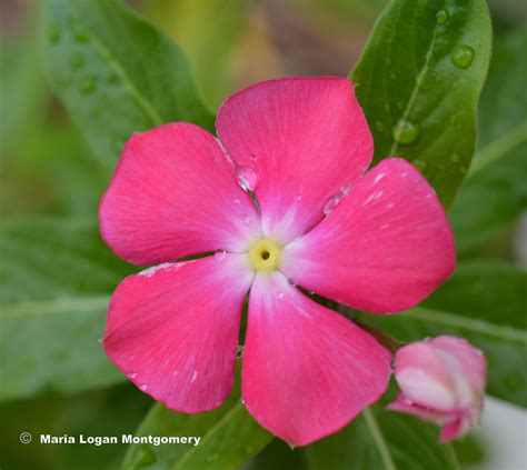 Free photo: Little Pink Flowers - Wallpaper, Tile, Flower - Free ...