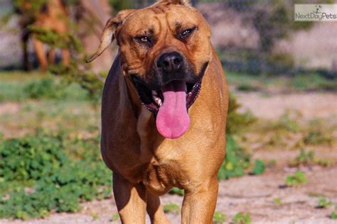 Tyrion : American Bandogge Mastiff puppy for sale near Phoenix, Arizona. | 6697eb3f-0121