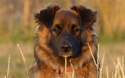 26 Most Popular Russian Dog Breeds