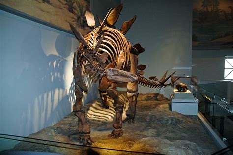 Stegosaurus, Field Museum of Natural History, Chicago, IL. © Mark Ryan ...