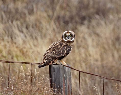 Pictures and information on Pueo - Hawaiian Owl