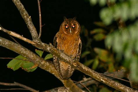 Jamaican Owl - Pseudoscops grammicus | Another island endemi… | Flickr