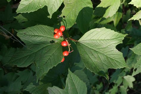 American cranberry-bush | The Morton Arboretum