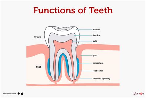 Parts Of The Human Tooth