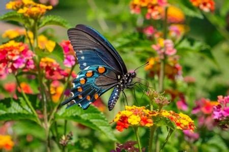 Pics Of Spring Flowers And Butterflies - naianecosta16