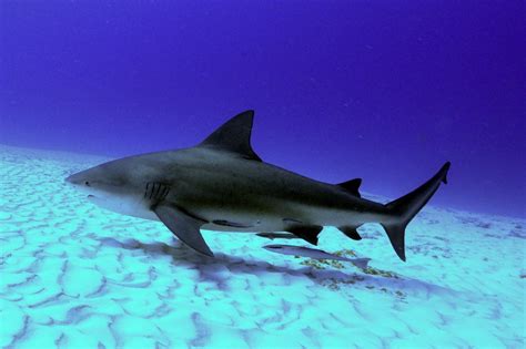 shark wallpaper hd backgrounds images Dangerous Animals In Australia, Australia Animals, Orcas ...