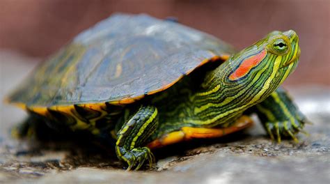 Red Eared Slider Turtle Side View Photograph by Kelly Riccetti - Fine Art America