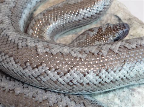 Morongo Basin Axanthic | Rosy Boa Morphs