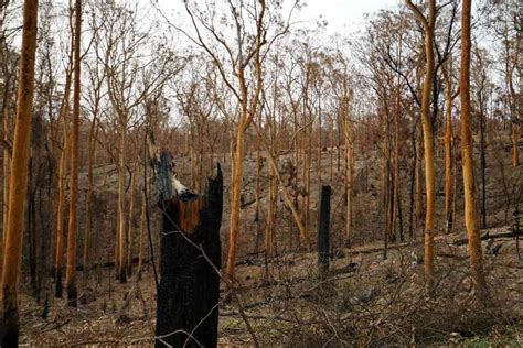 Visiting bushfire ground zero – WWF-Australia | Visiting bushfire ...