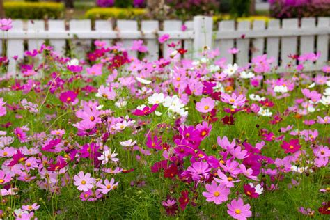 How to Create a Cutting Garden- Pinecone Cottage Retreat