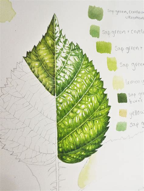 Botanical Illustration: Step by step painting of leaves - Lizzie Harper