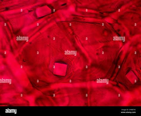 Onion cells hi-res stock photography and images - Alamy