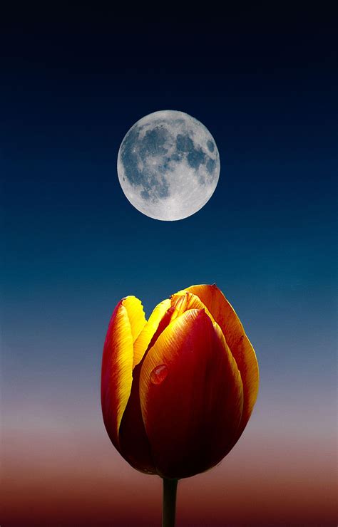 Flowers and Moon Wallpapers - Top Free Flowers and Moon Backgrounds ...