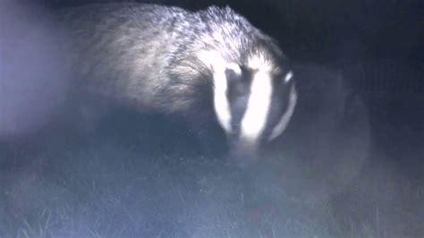 My New pet badger - YouTube