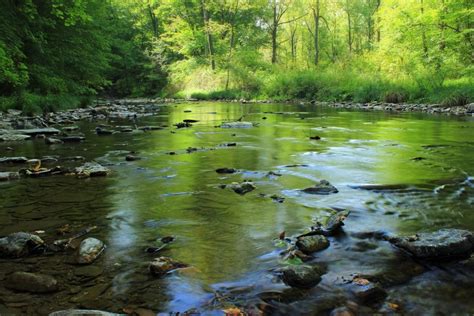 Image libre: eau, rivière, nature, forêt, vert, écologie, flux, paysage, bois, marais