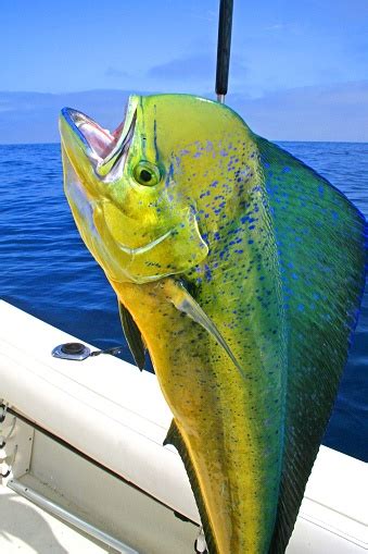 Dorado Fish On Deck Stock Photo - Download Image Now - iStock