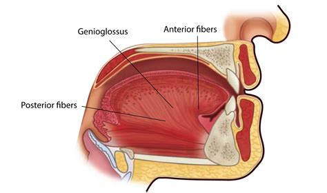 Anatomy, Head and Neck, Genioglossus Muscle Article