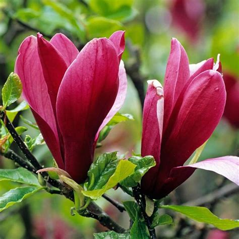 Magnolia species (Magnolia species) - Plantinfo