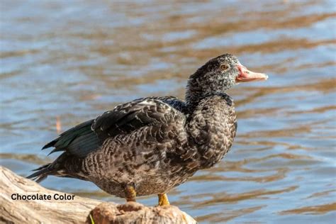 Muscovy Duck Colors: What Colors Are Muscovies?