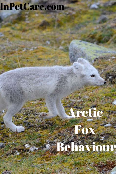 Arctic Fox Behaviour | Arctic fox, Pets, Arctic